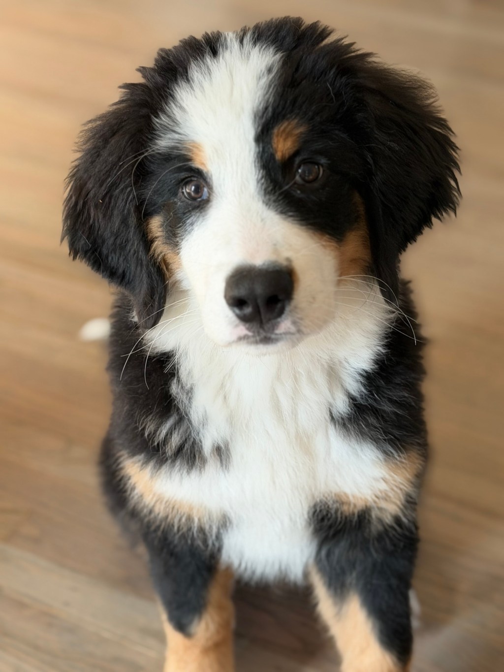I Was Just Looking At Puppies